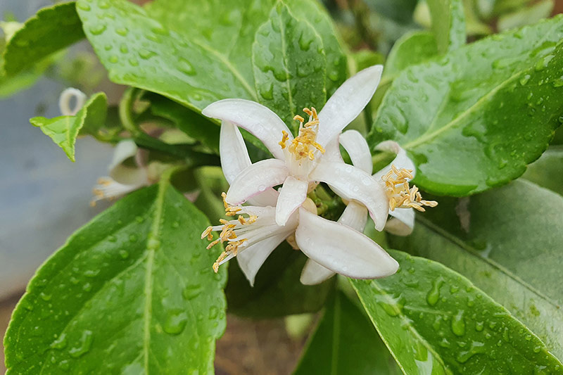 Flor de naranjo