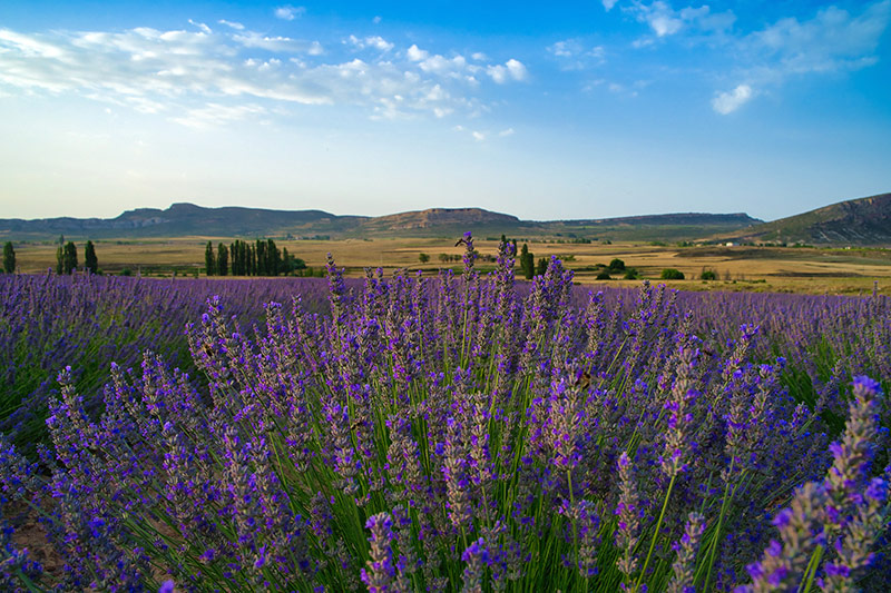 Lavanda