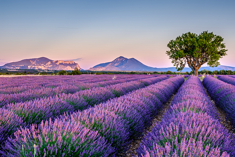 Lavanda