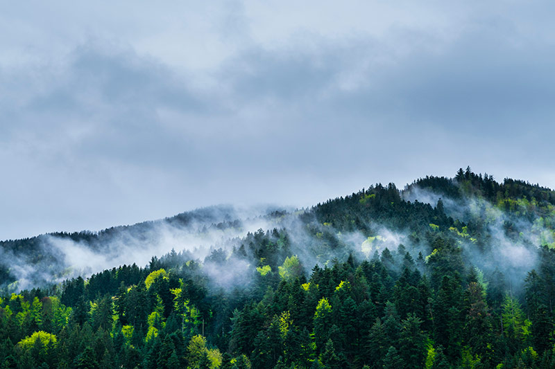 Naturaleza después de la lluvia