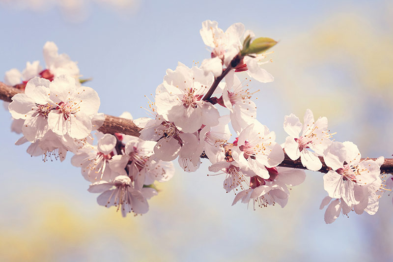 Tiempo de cerezas